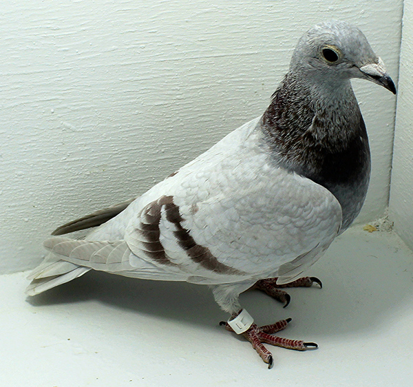 Band: AU 41425 AA 2025